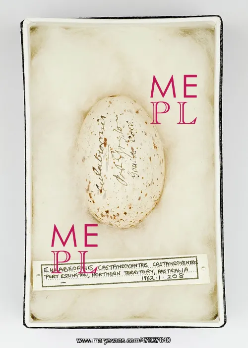  : Eulabeornis castaneoventris egg