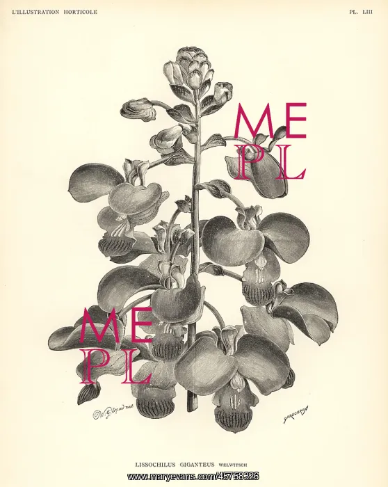 : Eulophia bouliawongo orchid : Eulophia bouliawongo orchid