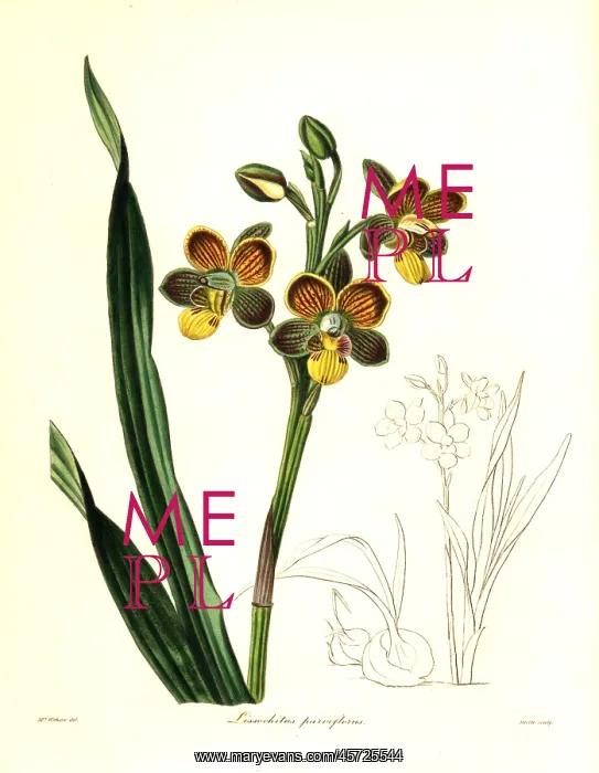 : Eulophia parviflora orchid : Eulophia parviflora orchid