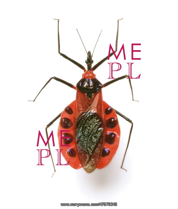 : Eulyes illustris, assassin bug : Eulyes illustris, assassin bug