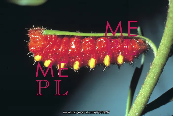 : Eumaeus atala, atala butterfly caterpillar : Eumaeus atala, atala butterfly caterpillar