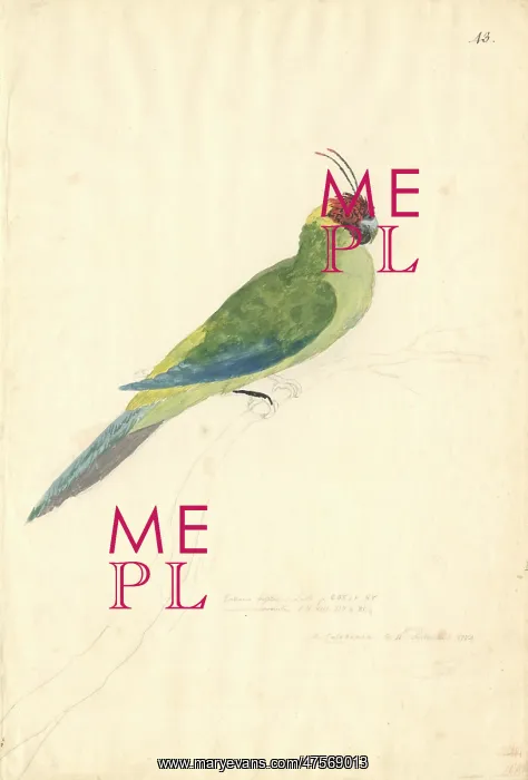 : Eunymphicus cornutus, horned parakeet : Eunymphicus cornutus, horned parakeet