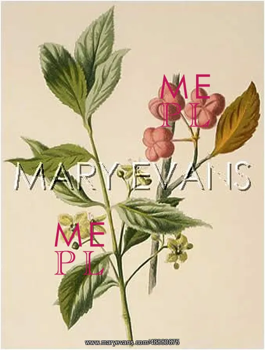  : EUONYMUS EUROPAEUS