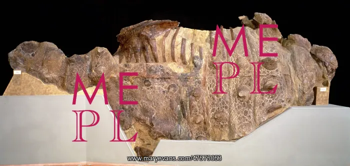 : Euoplocephalus : Euoplocephalus