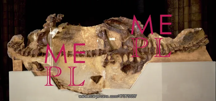 : Euoplocephalus : Euoplocephalus