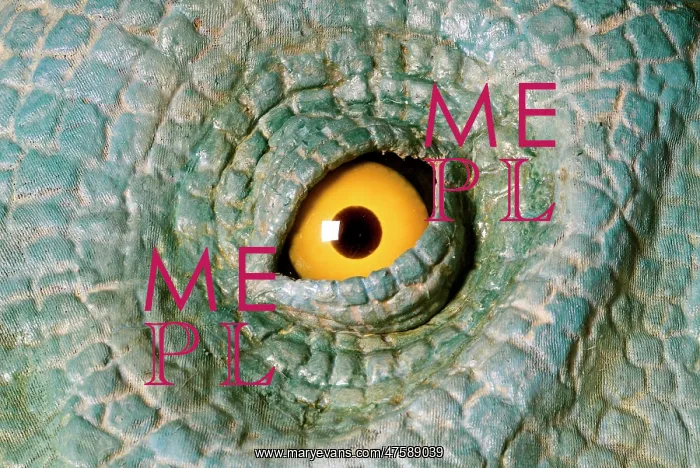 : Euoplocephalus : Euoplocephalus