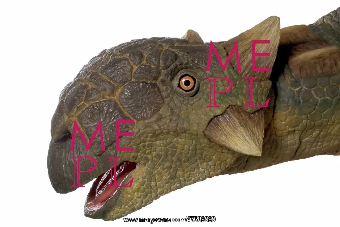 : Euoplocephalus : Euoplocephalus