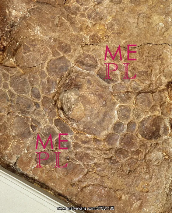 : Euoplocephalus cutleri : Euoplocephalus cutleri