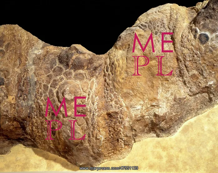 : Euoplocephalus cutleri : Euoplocephalus cutleri