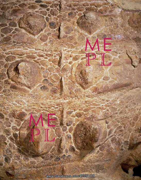 : Euoplocephalus cutleri : Euoplocephalus cutleri