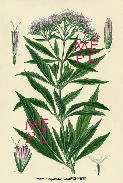  : EUPATORIUM CANNABINUM