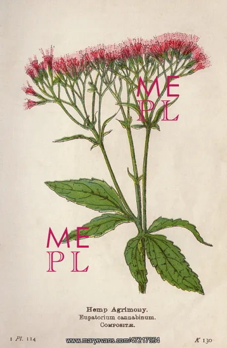  : EUPATORIUM CANNABINUM