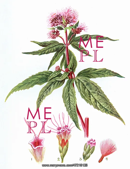  : EUPATORIUM CANNABINUM