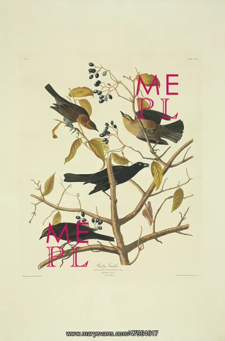 : Euphagus carolinus, rusty blackbird : Euphagus carolinus, rusty blackbird