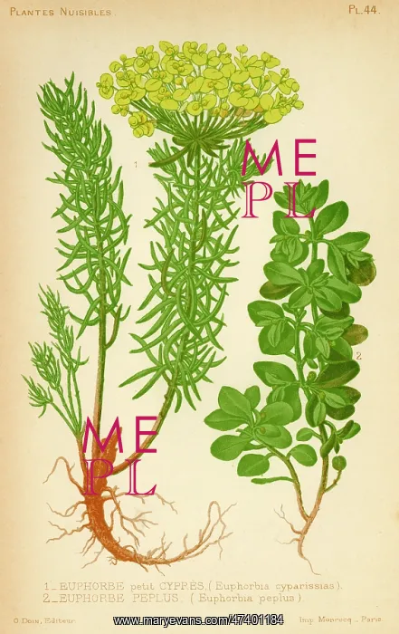  : Euphorbia. (left) euphorbia cyparissias (right) e. pepius