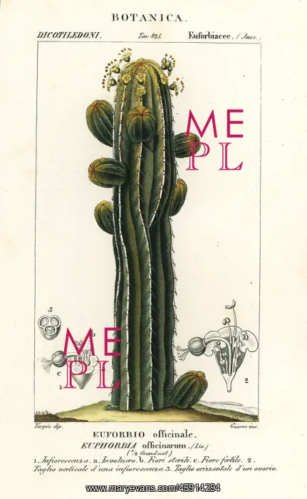: Euphorbia officinarum : Euphorbia officinarum