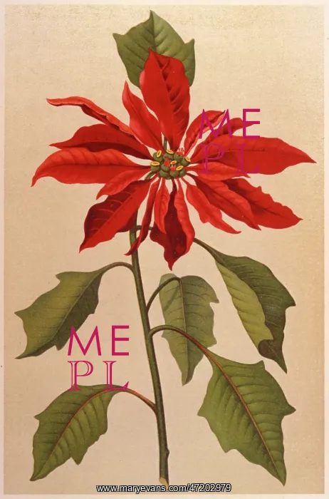 : EUPHORBIA PULCHERRIMA : EUPHORBIA PULCHERRIMA