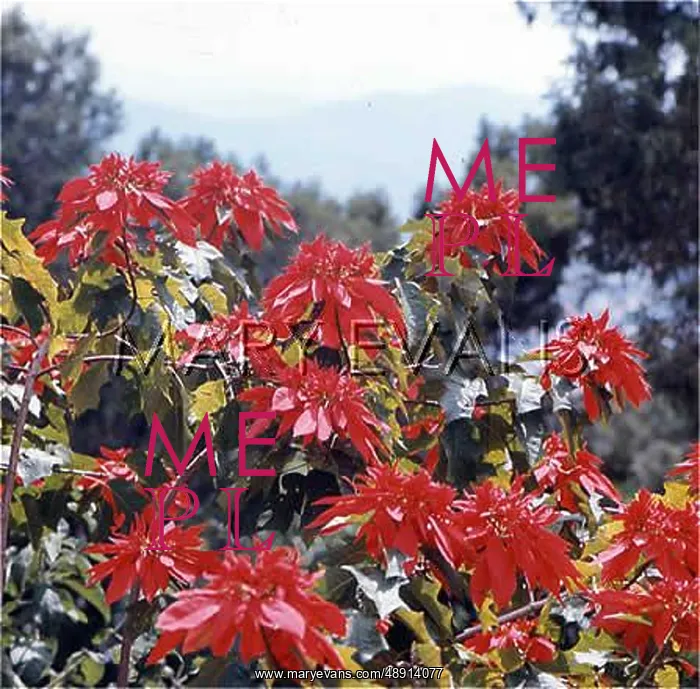 : EUPHORBIA PULCHERRIMA : EUPHORBIA PULCHERRIMA