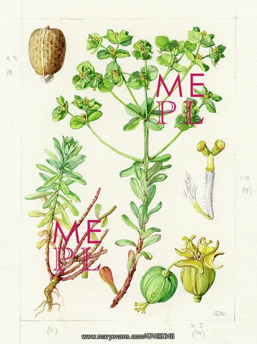 : Euphorbia segetalis - pine spurge : Euphorbia segetalis - pine spurge