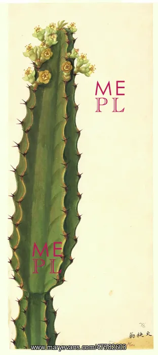 : Euphorbia sp. spurge : Euphorbia sp. spurge