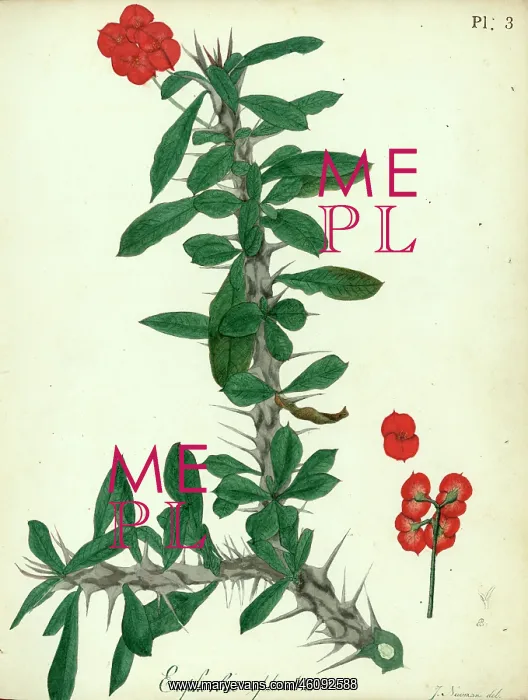 : Euphorbia splendens : Euphorbia splendens