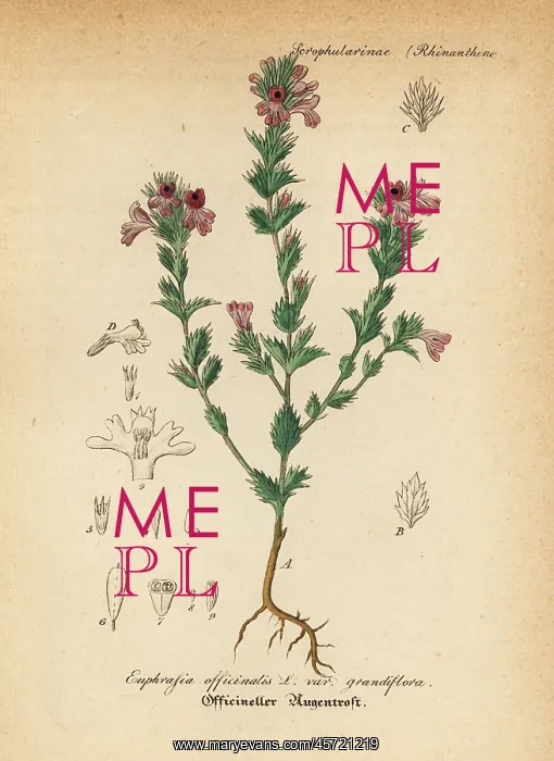 : Euphrasia or eyebright, Euphrasia officinalis : Euphrasia or eyebright, Euphrasia officinalis