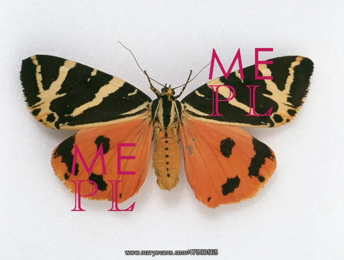 : Euplagia quadripunctaria, Jersey tiger moth : Euplagia quadripunctaria, Jersey tiger moth