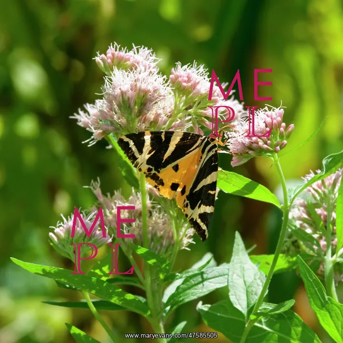 : Euplagia quadripunctaria, Jersey tiger moth : Euplagia quadripunctaria, Jersey tiger moth