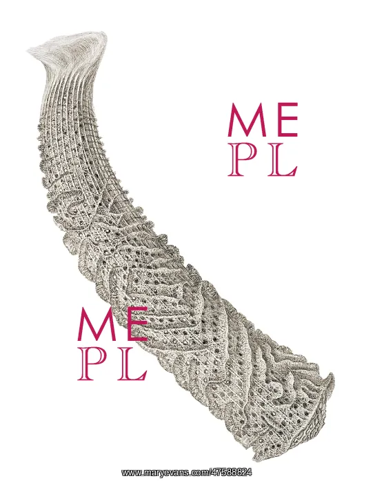 : Euplectella aspergillum, glass sponge : Euplectella aspergillum, glass sponge