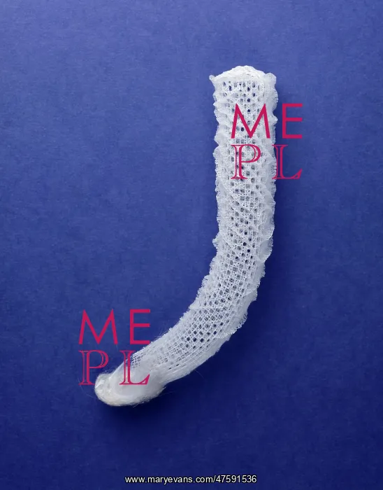 : Euplectella aspergillum, glass sponge : Euplectella aspergillum, glass sponge