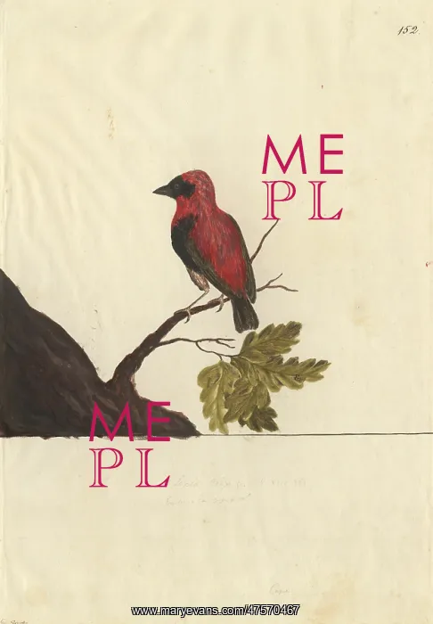 : Euplectes orix, southern red bishop : Euplectes orix, southern red bishop