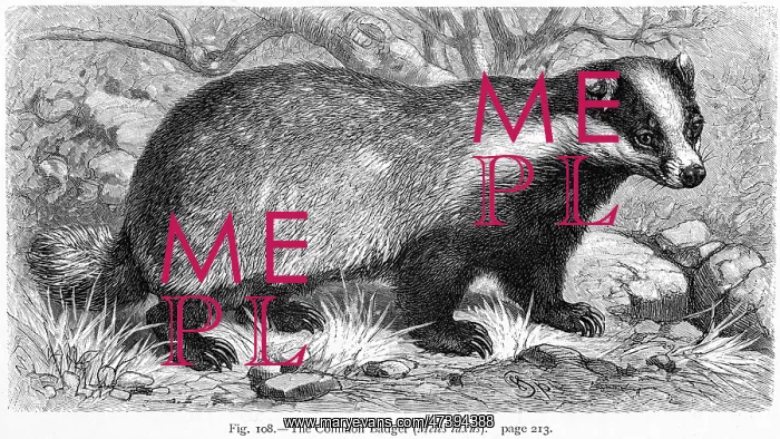: EURASIAN BADGER : EURASIAN BADGER