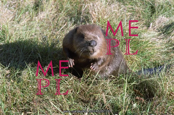 : Eurasian beaver, 1987 : Eurasian beaver, 1987