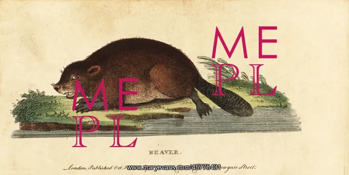 : Eurasian beaver, Castor fiber : Eurasian beaver, Castor fiber