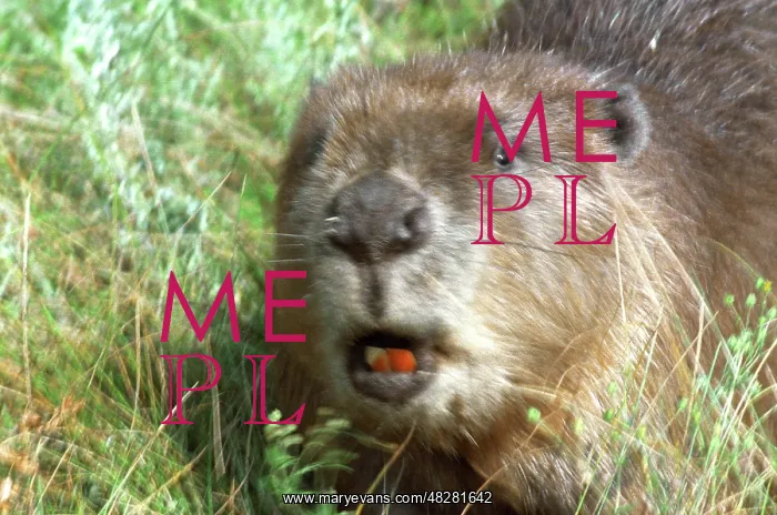 : Eurasian beaver from Eastern Europe, 1985 : Eurasian beaver from Eastern Europe, 1985