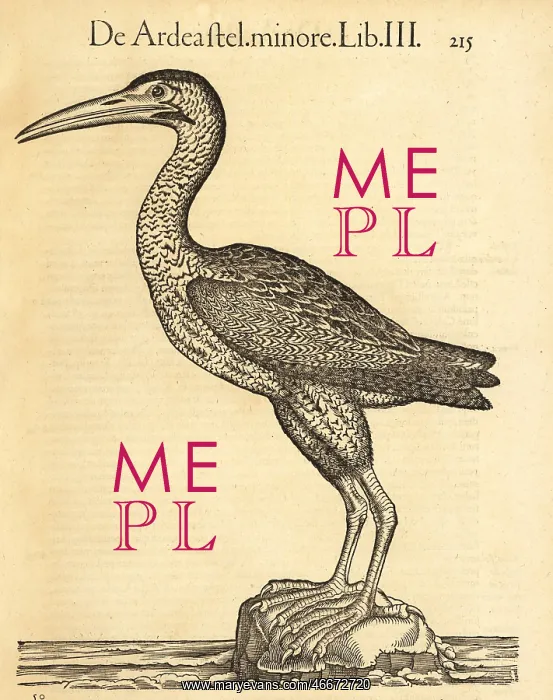 : Eurasian bittern or great bittern, Botaurus stellaris : Eurasian bittern or great bittern, Botaurus stellaris