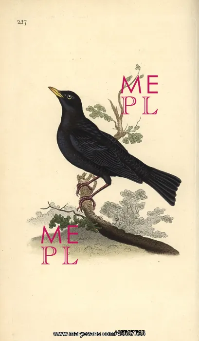 : Eurasian blackbird, Turdus merula : Eurasian blackbird, Turdus merula