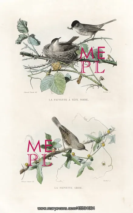 : Eurasian blackcap and whitethroat : Eurasian blackcap and whitethroat