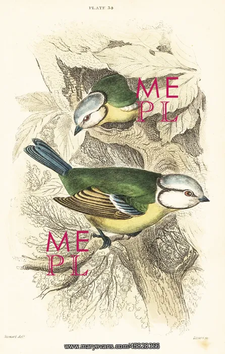 : Eurasian blue tit, Cyanistes caeruleus : Eurasian blue tit, Cyanistes caeruleus