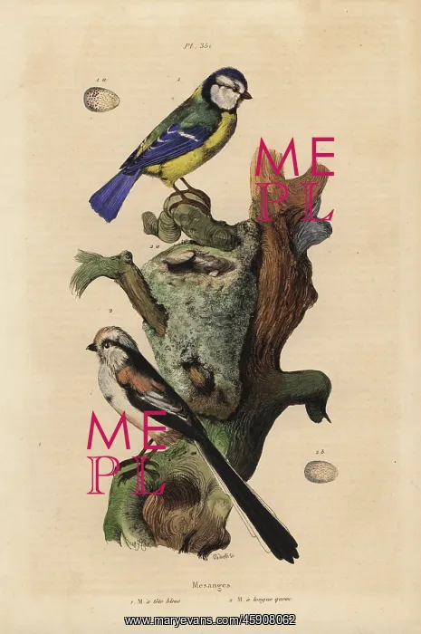: Eurasian blue tit, Cyanoses caeruleus, and : Eurasian blue tit, Cyanoses caeruleus, and