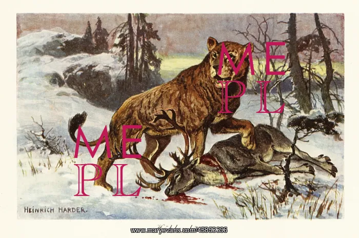 : Eurasian cave lion, Panthera spelaea : Eurasian cave lion, Panthera spelaea