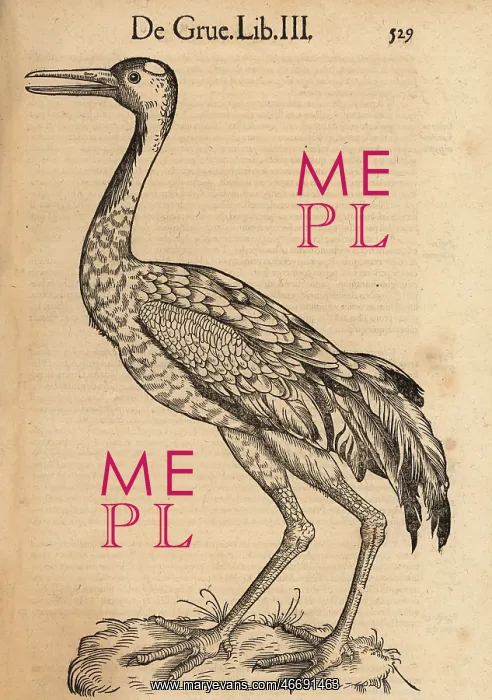 : Eurasian or common crane, Grus grus : Eurasian or common crane, Grus grus