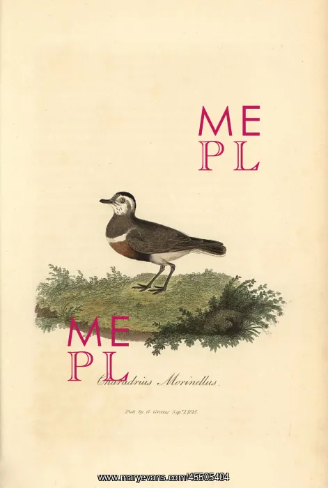 : Eurasian dotterel, Charadrius morinellus : Eurasian dotterel, Charadrius morinellus