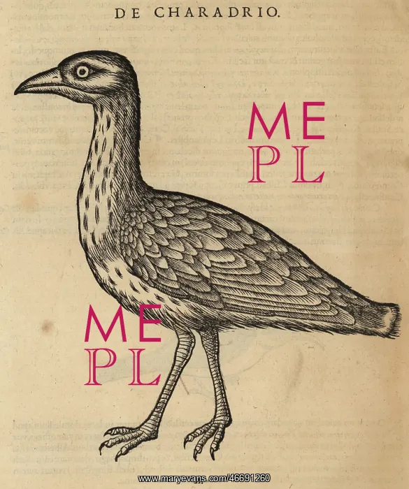 : Eurasian dotterel, Charadrius morinellus : Eurasian dotterel, Charadrius morinellus