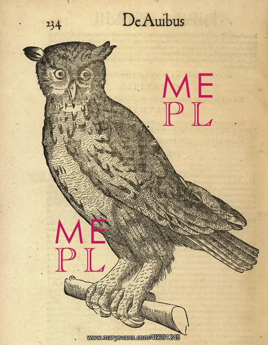 : Eurasian eagle-owl, Bubo bubo : Eurasian eagle-owl, Bubo bubo