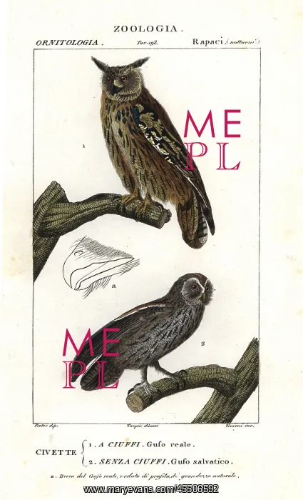 : Eurasian eagle-owl, Bubo bubo, and tawny owl : Eurasian eagle-owl, Bubo bubo, and tawny owl