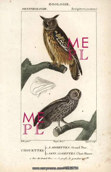 : Eurasian eagle-owl, Bubo bubo, and tawny owl, Strix aluco : Eurasian eagle-owl, Bubo bubo, and tawny owl, Strix aluco