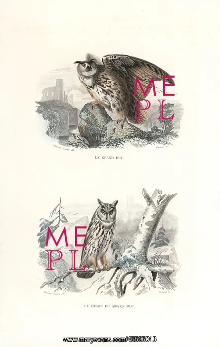 : Eurasian eagle-owl and long-eared owl : Eurasian eagle-owl and long-eared owl