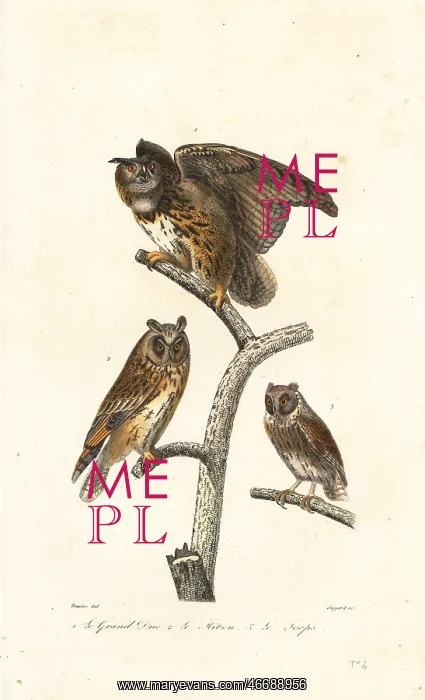  : Eurasian eagle-owl, long-eared owl and scops owl