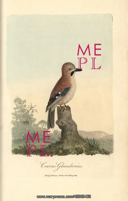 : Eurasian jay, Corvus glandarius, Garrulus glandarius : Eurasian jay, Corvus glandarius, Garrulus glandarius